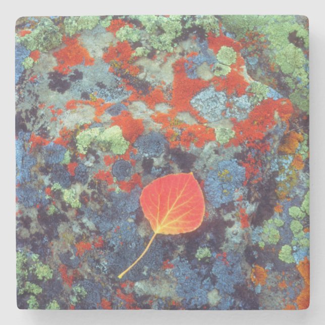 Aspen leaf on a lichen covered rock stone coaster (Front)