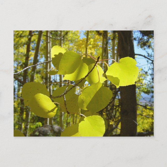 Aspen leaf postcard (Front)