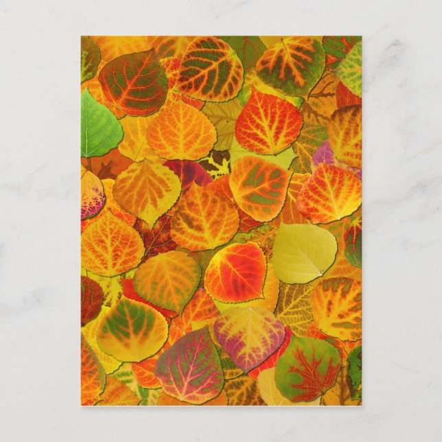 Aspen Leaves Collage Solid Medley 1 Postcard (Front)