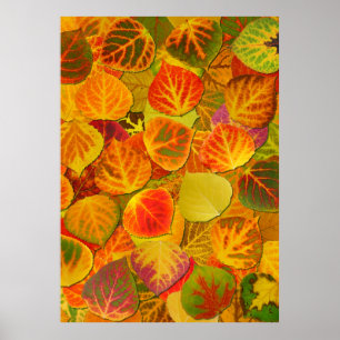 Aspen Leaves Collage Solid Medley 1 Poster