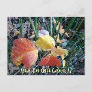 Aspen, Oak Creek Canyon, AZ Postcard