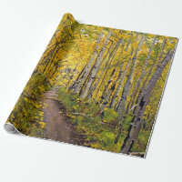 Aspen Tree Forest in Autumn