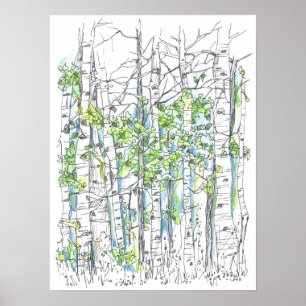 Aspen Tree Grove Pen and Ink Drawing Poster