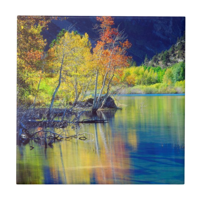 Aspen tree in autumn reflecting in Grant Lake Ceramic Tile (Front)