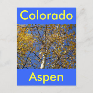 Aspen tree looking up through yellow leaves. postcard