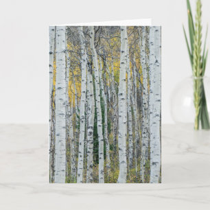 Aspen Tree Trunks Aspen, Colorado Card