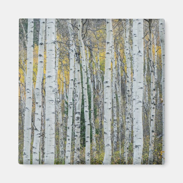 Aspen Tree Trunks | Aspen, Colorado Magnet (Front)