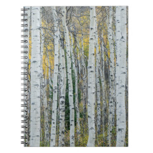 Aspen Tree Trunks Aspen, Colorado Notebook