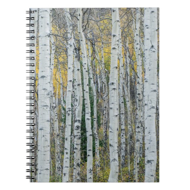 Aspen Tree Trunks | Aspen, Colorado Notebook (Front)
