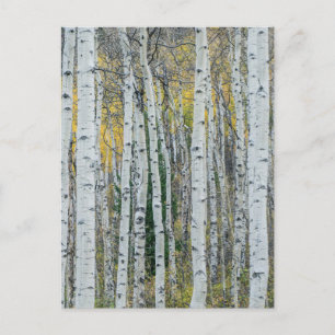 Aspen Tree Trunks Aspen, Colorado Postcard