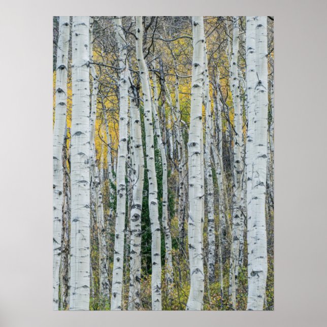 Aspen Tree Trunks | Aspen, Colorado Poster (Front)