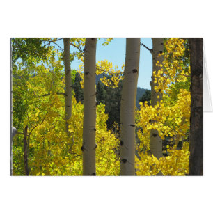 Aspen Tree Trunks in Golden Grove