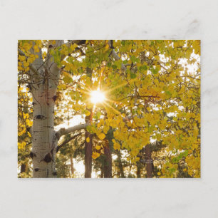 Aspen Trees Autumn Fall Foliage Sunburst Postcard