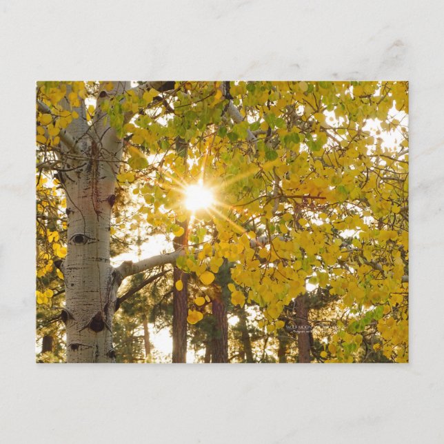 Aspen Trees Autumn Fall Foliage Sunburst Postcard (Front)