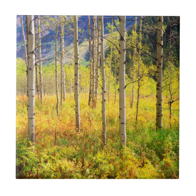 Aspen Trees in Autumn in the Rockies Ceramic Tile (Front)