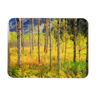 Aspen Trees in Autumn in the Rockies Magnet