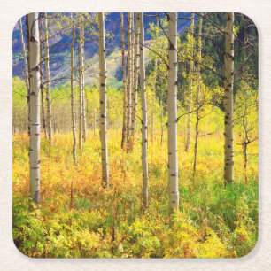 Aspen Trees in Autumn in the Rockies Square Paper Coaster