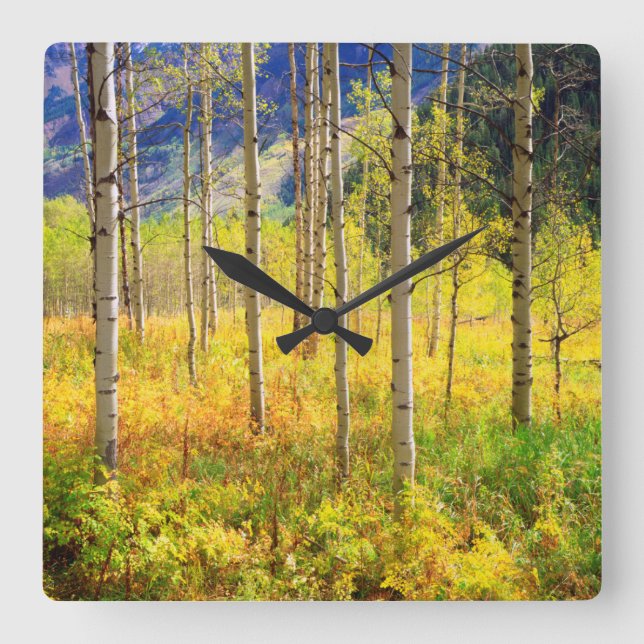 Aspen Trees in Autumn in the Rockies Square Wall Clock (Front)