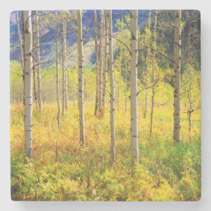 Aspen Trees in Autumn in the Rockies Stone Coaster
