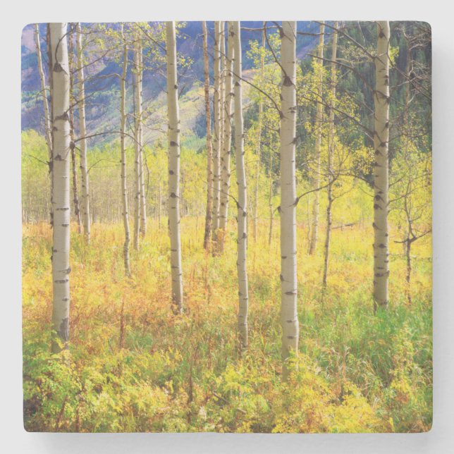 Aspen Trees in Autumn in the Rockies Stone Coaster (Front)
