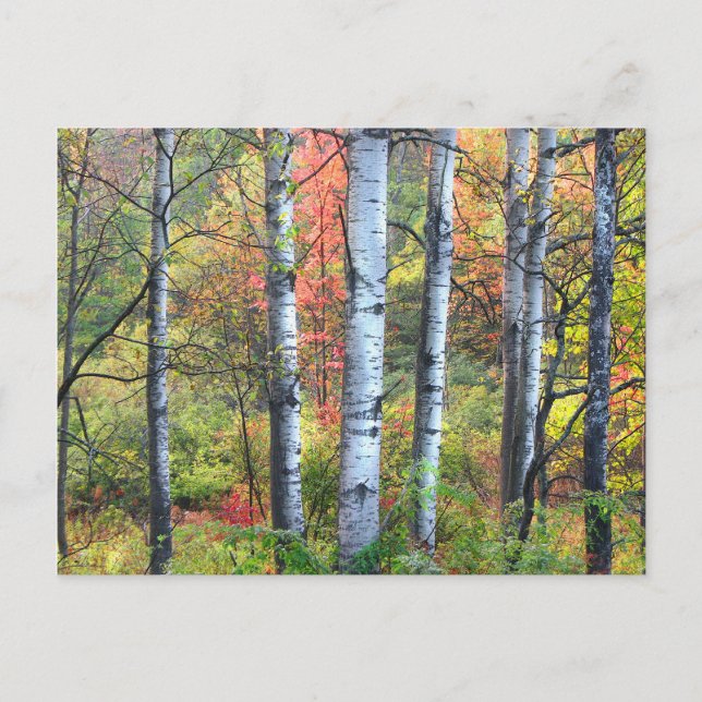 Aspen Trees in Autumn Postcard (Front)