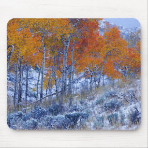 Aspen trees in Fall colours, Bighorn Mountains, Mouse Pad