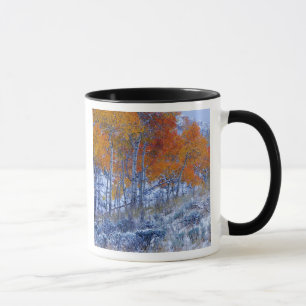 Aspen trees in Fall colours, Bighorn Mountains, Mug