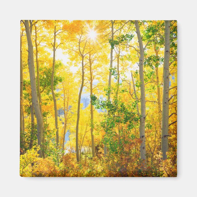 Aspen Trees In Fall | Sierra Nevada Mountains, CA Magnet (Front)