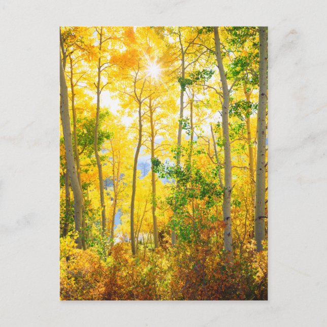 Aspen Trees In Fall | Sierra Nevada Mountains, CA Postcard (Front)