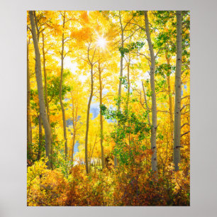 Aspen Trees In Fall   Sierra Nevada Mountains, CA Poster