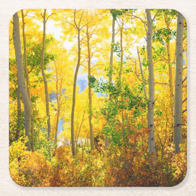 Aspen Trees In Fall | Sierra Nevada Mountains, CA Square Paper Coaster (Front)