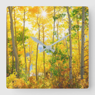 Aspen Trees In Fall Sierra Nevada Mountains, CA Square Wall Clock