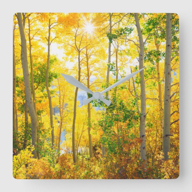 Aspen Trees In Fall | Sierra Nevada Mountains, CA Square Wall Clock (Front)