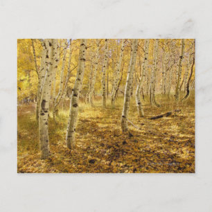 Aspen Trees in the Fall Postcard