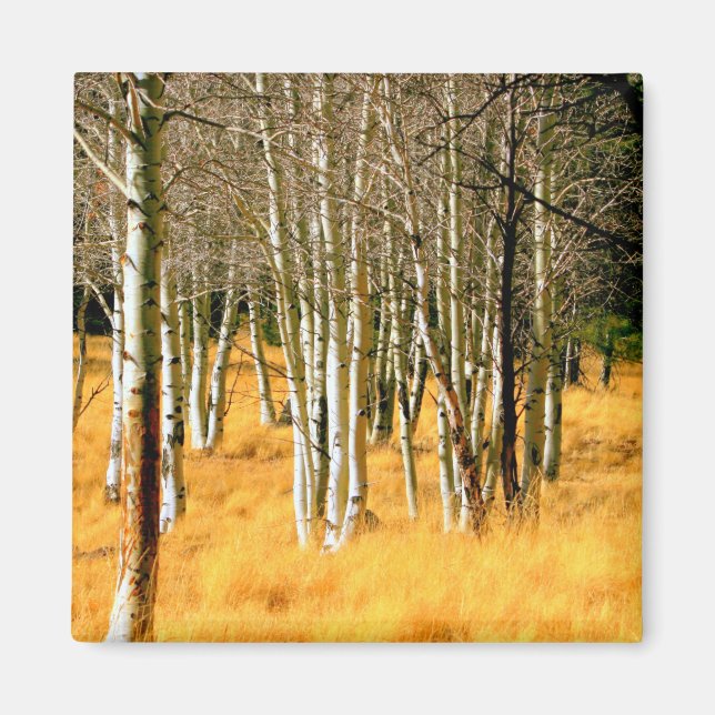 aspen trees magnet (Front)