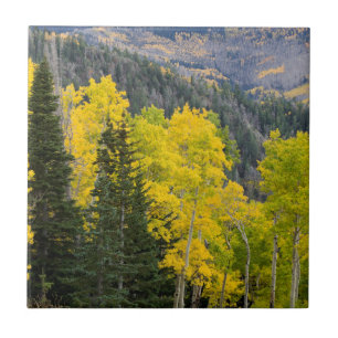 Aspen Trees (Populus Tremuloides) And Conifers 2 Ceramic Tile