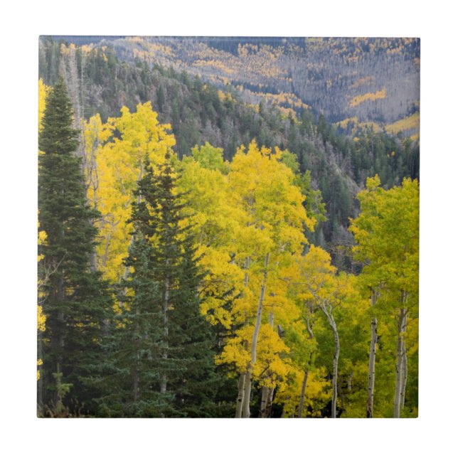 Aspen Trees (Populus Tremuloides) And Conifers 2 Ceramic Tile (Front)