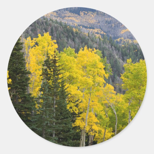 Aspen Trees (Populus Tremuloides) And Conifers 2 Classic Round Sticker (Front)
