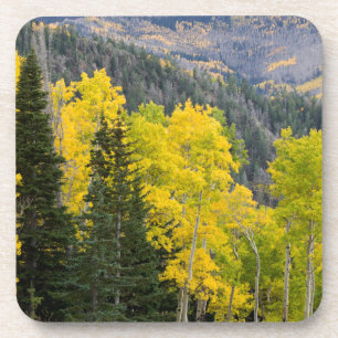 Aspen Trees (Populus Tremuloides) And Conifers 2 Coaster