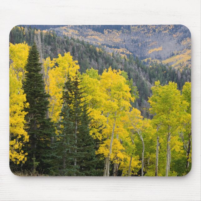 Aspen Trees (Populus Tremuloides) And Conifers 2 Mouse Pad (Front)