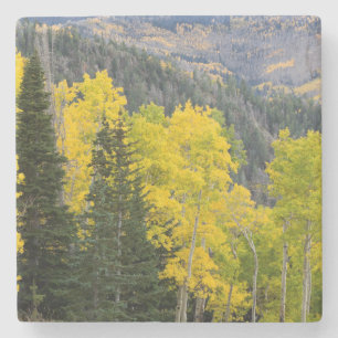 Aspen Trees (Populus Tremuloides) And Conifers 2 Stone Coaster