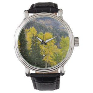 Aspen Trees (Populus Tremuloides) And Conifers 2 Watch