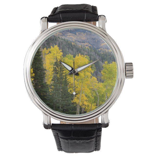 Aspen Trees (Populus Tremuloides) And Conifers 2 Watch (Front)