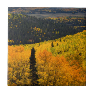 Aspen Trees (Populus Tremuloides) And Conifers Ceramic Tile