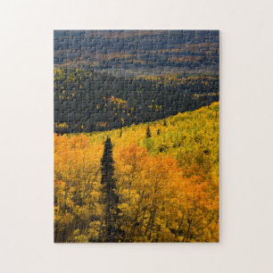 Aspen Trees (Populus Tremuloides) And Conifers Jigsaw Puzzle
