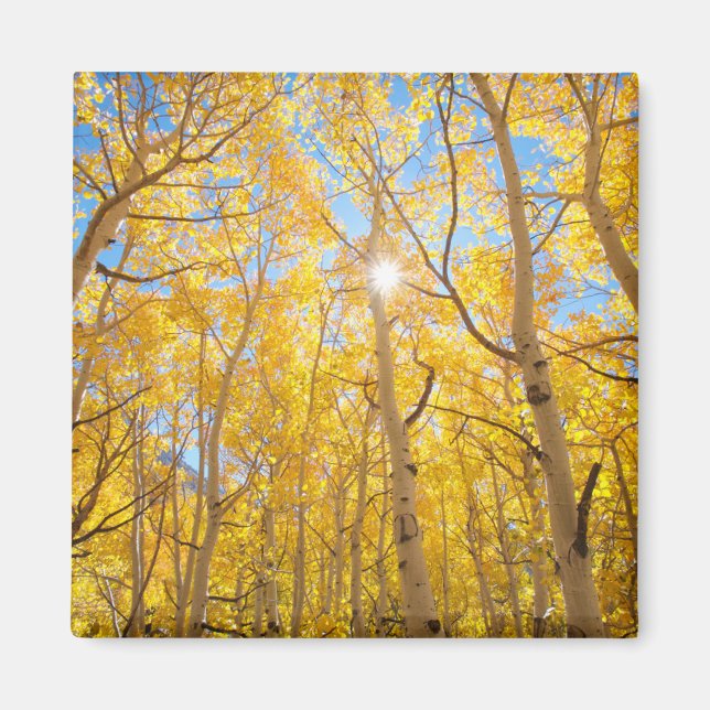Aspen Trees | Sierra Nevada Mountains, CA Magnet (Front)