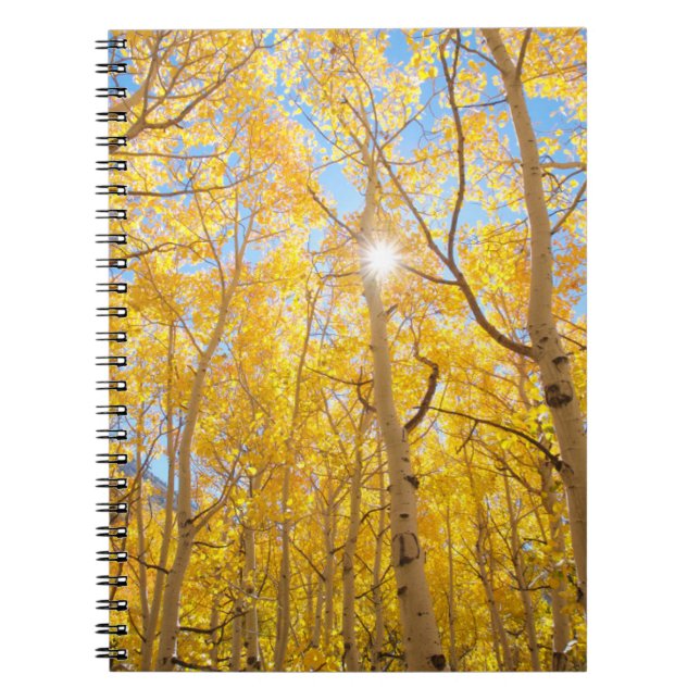 Aspen Trees | Sierra Nevada Mountains, CA Notebook (Front)