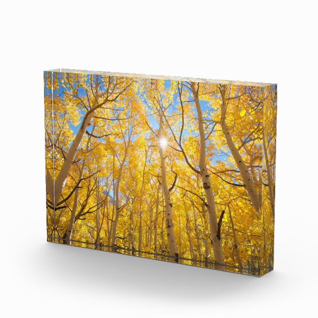 Aspen Trees | Sierra Nevada Mountains, CA Photo Block (Right)