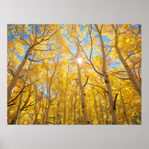 Aspen Trees Sierra Nevada Mountains, CA Poster