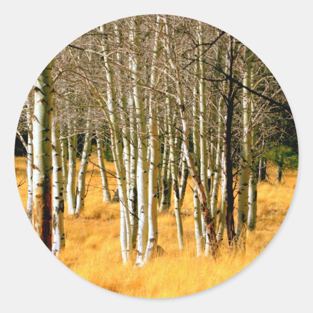 aspen trees sticker (Front)